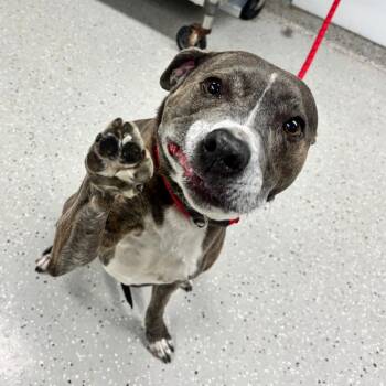 Terrier and Mixed Breed Dogs Available for Adoption in Indianapolis, Indiana - Luna May | PetCurious