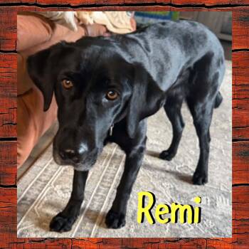 Remi -  Labrador Retriever Dog for Adoption in Red Lodge, Montana - Remi | PetCurious
