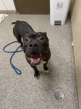 Meatball -  Pit Bull Terrier Dog for Adoption in Vancouver, Washington - Meatball | PetCurious