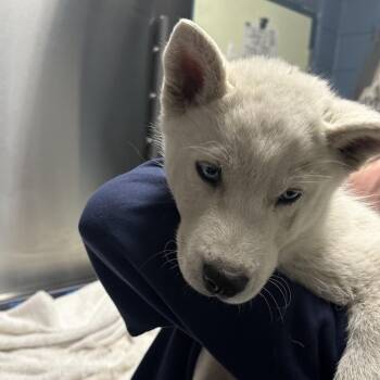 Husky Dogs Available for Adoption in Providence, Rhode Island - Soft Boiled Egg | PetCurious