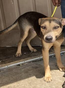 BLUE -  Mixed Breed Dog for Adoption in Dallas, Texas - BLUE | PetCurious