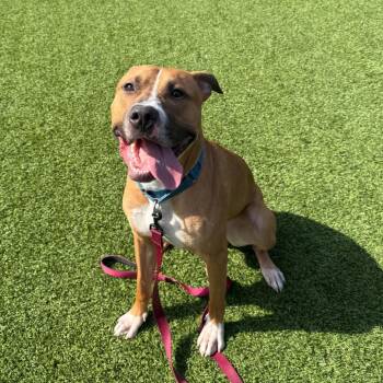 Mixed Breed Dogs Available for Adoption in Pittsburgh, Pennsylvania - Pagne | PetCurious