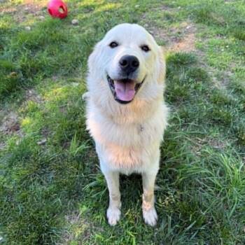 CT Power Ranger -  Great Pyrenees Dog for Adoption in Eastford, Connecticut - CT Power Ranger | PetCurious