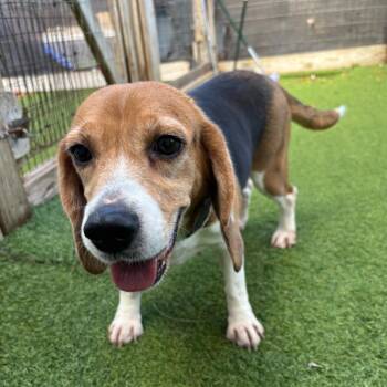 Sue-etta 0236 -  Beagle Dog for Adoption in Loxahatchee Groves, Florida - Sue-etta 0236 | PetCurious