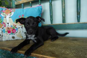 Jack Russell Terrier Dogs Available for Adoption in San Antonio, Texas - Peach | PetCurious