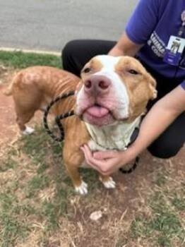 BRYCE -  Pit Bull Terrier Dog for Adoption in Charlotte, North Carolina - BRYCE | PetCurious