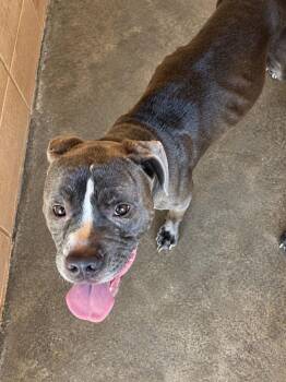 Obsidian -  Pit Bull Terrier Dog for Adoption in Gautier, Mississippi - Obsidian | PetCurious