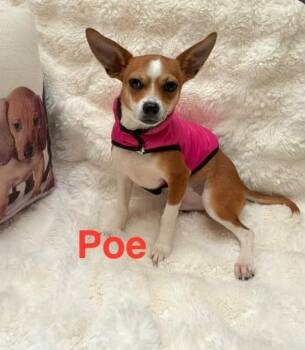 Chihuahua and Mixed Breed Dogs Available for Adoption in Tomball, Texas - Poe | PetCurious