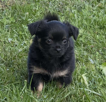 Bear -  Chihuahua Dog for Sale in Volga, West Virginia - Bear | PetCurious