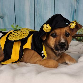 Shepherd Dogs Available for Adoption in Fort Wayne, Indiana - Honeybee | PetCurious