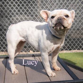 Lucy -  French Bulldog Dog for Adoption in Parkersburg, West Virginia - Lucy | PetCurious