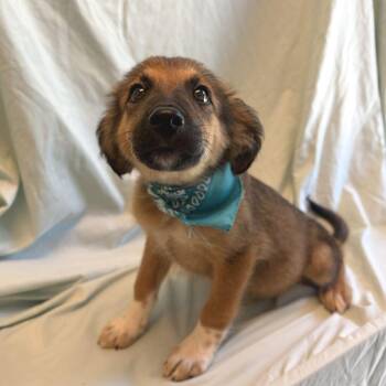 King -  Mixed Breed Dog for Adoption in Canal Winchester, Ohio - King | PetCurious