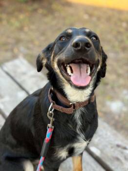 Leo- Only 25 pounds and soooo smart. -  Chihuahua and Australian Shepherd Dog for Adoption in Marion, Texas - Leo- Only 25 Pounds And Soooo Smart. | PetCurious