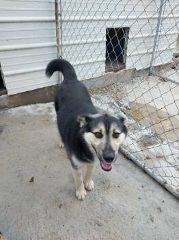 Rescue German Shepherd Dog and Husky Dogs for Adoption in Tracy City, Tennessee - Hudson | PetCurious
