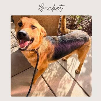German Shepherd Dog Dogs Available for Adoption in San Juan Capistrano, California - BUCKET | PetCurious