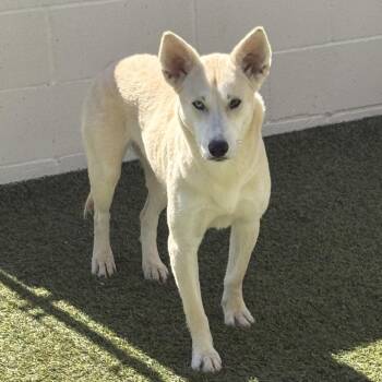 Blossom 6096 -  Husky and Mixed Breed Dog for Adoption in Loxahatchee Groves, Florida - Blossom 6096 | PetCurious