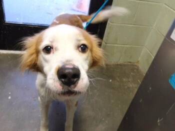 BON JOVI -  Australian Cattle Dog Blue Heeler and Mixed Breed Dog for Adoption in Tulsa, Oklahoma - BON JOVI | PetCurious
