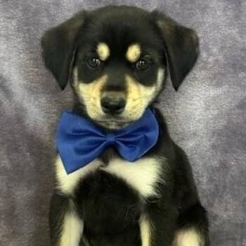 Rescue Terrier Dogs for Adoption in Lodi, California - Baxter | PetCurious