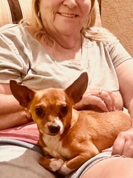 Chihuahua Dogs Available for Adoption in Surrey, British Columbia - TIPPY | PetCurious