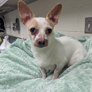 Rosemary -  Chihuahua Dog for Adoption in Stratford, Connecticut - Rosemary | PetCurious