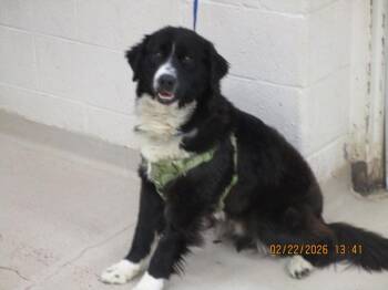 Border Collie and Bernese Mountain Dog Dogs Available for Adoption - (806) | PetCurious