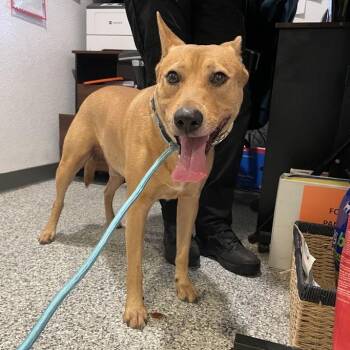 Divine -  Mixed Breed Dog for Adoption in Port Charlotte, Florida - Divine | PetCurious