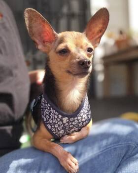 Pedro -  Chihuahua Dog for Adoption in Novato, California - Pedro | PetCurious