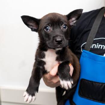 Cookie Cutter -  Mixed Breed Dog for Adoption in New York, New York - Cookie Cutter | PetCurious