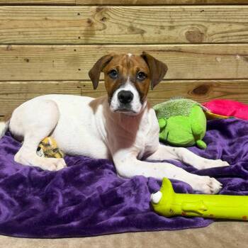 Oliver -  Mixed Breed Dog for Adoption in Wappingers Falls, New York - Oliver | PetCurious