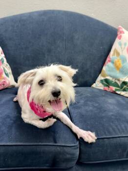 Peanut -  Mixed Breed Dog for Adoption in San Leon, Texas - Peanut | PetCurious