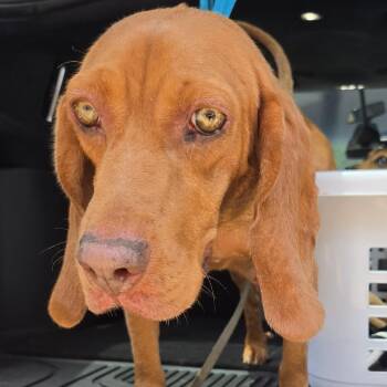 Honey Bun -  Mixed Breed Dog for Adoption in Auburn, Alabama - Honey Bun | PetCurious