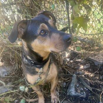 Rescue Hound Dogs for Adoption in Richmond Hill, Ontario - Billy | PetCurious