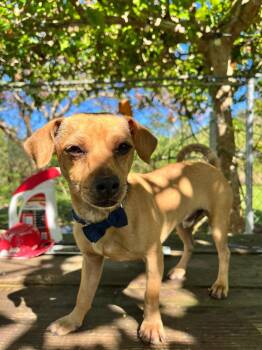 Chiweenie Dogs Available for Adoption - Caramelo | PetCurious