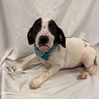 Mixed Breed Dogs Available for Adoption in Canal Winchester, Ohio - Frida | PetCurious