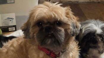 Gracely -  Shih Tzu Dog for Adoption in Powder Springs, Georgia - Gracely | PetCurious