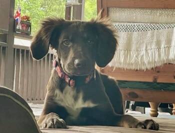 Tommy -  English Springer Spaniel and Border Collie Dog for Adoption in Bancroft, Ontario - Tommy | PetCurious