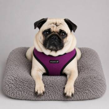 Clyde -  Pug Dog for Adoption in Seattle, Washington - Clyde | PetCurious