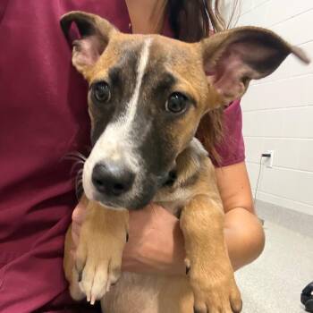 Laury -  Mixed Breed Dog for Adoption in Englewood, Florida - Laury | PetCurious