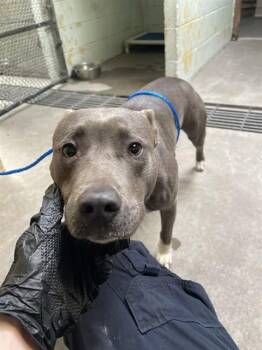 Pit Bull Terrier Dogs Available for Adoption - SMURFETTE | PetCurious