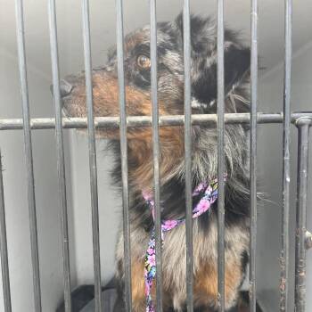 Salmon -  Australian Shepherd and Mixed Breed Dog for Adoption in Durant, Oklahoma - Salmon | PetCurious