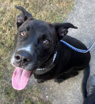 Rescue Labrador Retriever and Mixed Breed Dogs for Adoption in Pensacola, Florida - NASH | PetCurious
