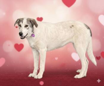 Labrador Retriever and Australian Shepherd Dogs Available for Adoption - **SILVER** | PetCurious