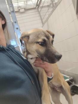 Black Mouth Cur and Mixed Breed Dogs Available for Adoption - UNO | PetCurious
