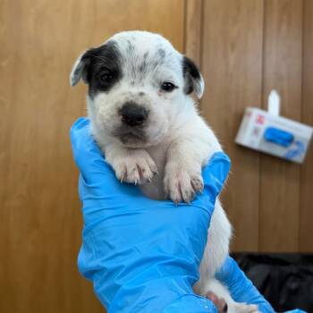 Mixed Breed Dogs Available for Adoption in Loxahatchee Groves, Florida - Aveda 1721 | PetCurious