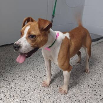 Terrier and Mixed Breed Dogs Available for Adoption in Hattiesburg, Mississippi - Yams | PetCurious