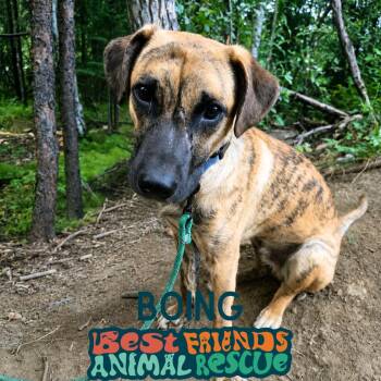 Boing -  Shepherd and Pit Bull Terrier Dog for Adoption in Wasilla, Alaska - Boing | PetCurious