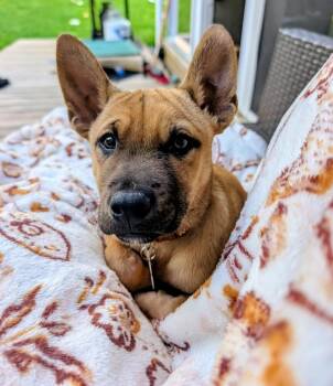 Husky Dogs Available for Adoption in Waunakee, Wisconsin - Labrador Sea | PetCurious