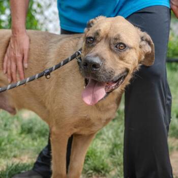 Hooch -  Mastiff and Mixed Breed Dog for Adoption in Pawling, New York - Hooch | PetCurious
