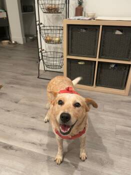 Rescue Australian Cattle Dog Blue Heeler Dogs for Adoption in San Diego, California - Lottie | PetCurious