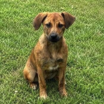 Cinna -  Hound and Mixed Breed Dog for Adoption in Pelham, New Hampshire - Cinna | PetCurious
